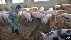 中国河北邯郸养猪场