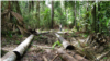 La Amazonía, que abarca la cuenca del río Amazonas y una extensa selva tropical, la más grande del mundo, es famosa por su inigualable biodiversidad y numerosas especies aún no descritas. [Fotografía: Cortesía Iván Brehaut] 