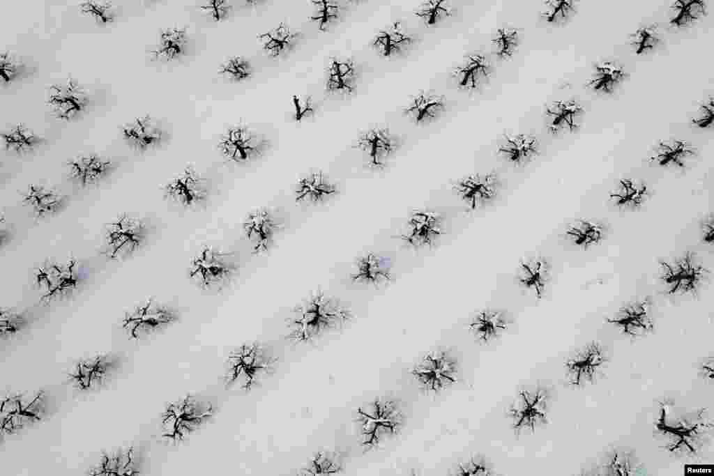 Snow from a recent Nor&#39;easter storm surrounds the trees in the apple orchard at Hollis Hills Farm in Fitchburg, Massachusetts, March 15, 2023.