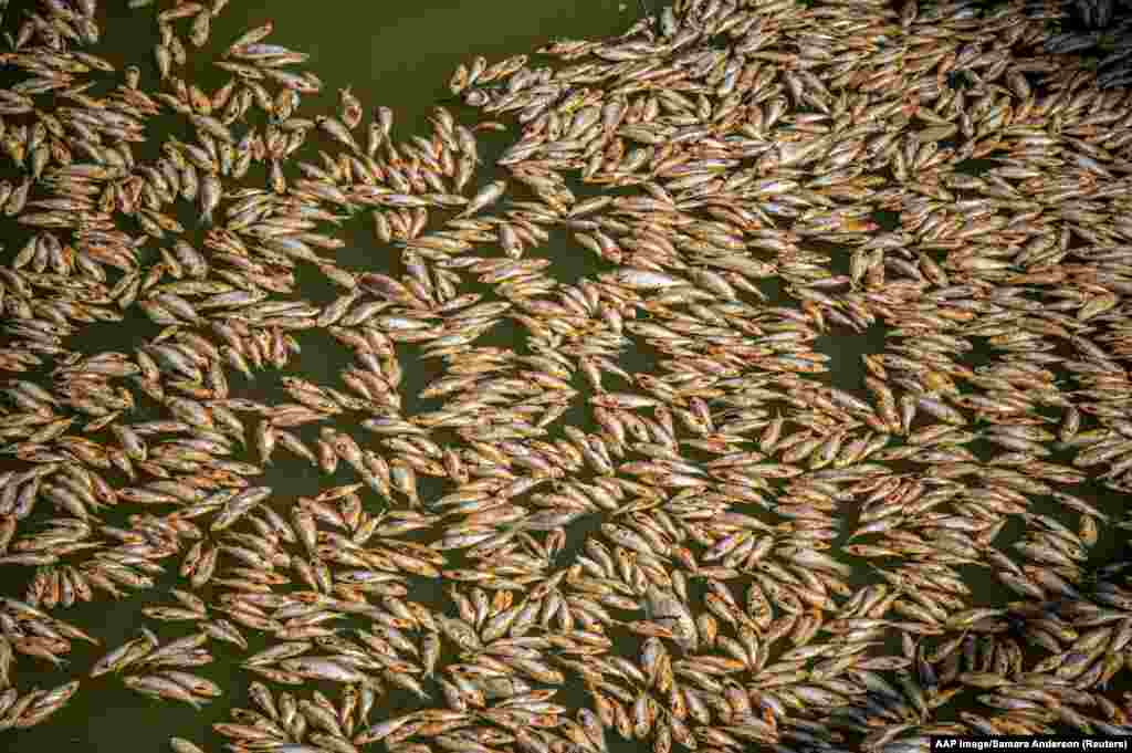 Thousands of dead fish are seen washed up at the Menindee township bridge at the Menindee lakes, in outback New South Wales, Australia, March 19, 2023. 