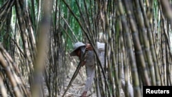 Sugar cane processing
