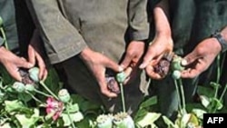 'Có tiến bộ trong cuộc chiến chống thuốc phiện ở Afghanistan'