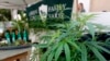 2017年9月28日加利福尼亚州家庭农场展出的大麻植物