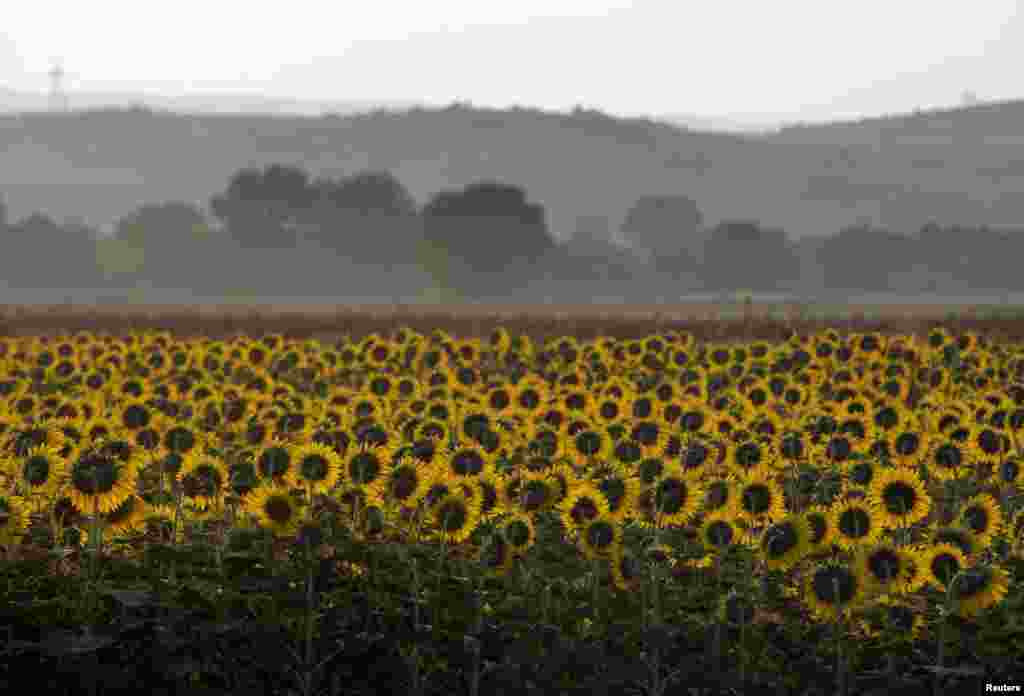 A sunflower field at the Greek-Macedonian border near the village of Idomeni, Greece