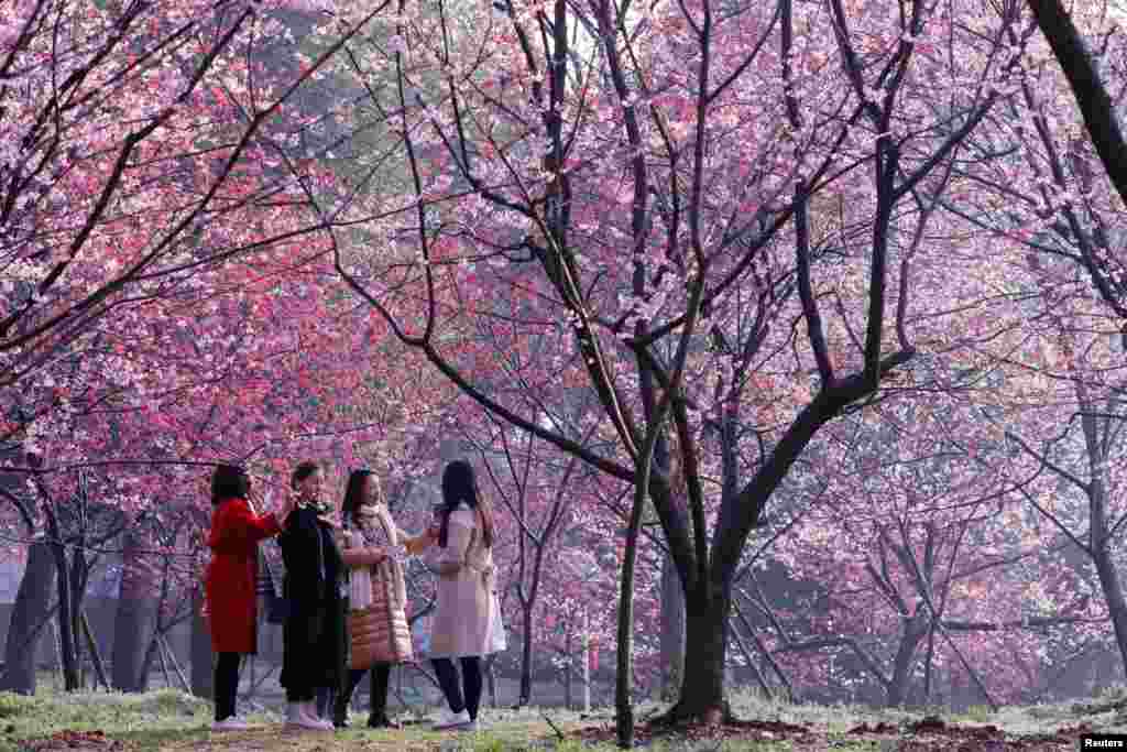 2018年3月9日，武汉春来早，东湖樱花园，粉花似云霞，人在画中游。 这是占地150多亩的日式庭园，大约有樱花5000多株。照片上人不多，但后来也有游客万头攒动的时候，以至于有网友写道：&ldquo;你赏的不是花，是人&rdquo;，还有人用英文写道&amp;ldquo;观赏武汉大学的人海，是每一朵樱花的梦想&amp;rdquo;。