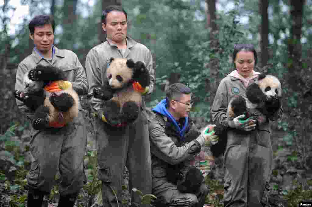 在四川雅安的熊猫研究基地，人们抱着幼小的熊猫给大家拜年。它们或许将是&ldquo;宝宝&rdquo;未来的伙伴。生在华盛顿的熊猫宝宝飞跃太平洋和中华大地，奔赴四川。