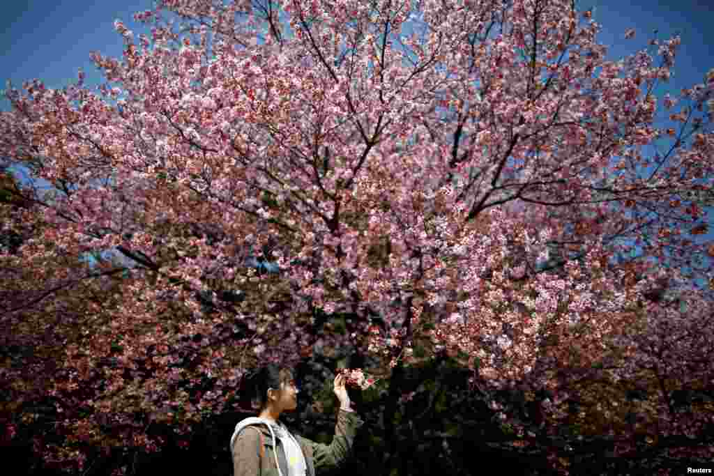 2018年3月14日，日本东京的新宿御苑，花团锦簇中，一位青年女子观察樱花花蕾。套用中国宋人辛弃疾的一首词来说，人看樱花多妩媚，料樱花看人应如是 。