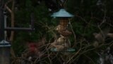 Warung VOA: Mengenal Alam Lewat Burung (1)