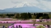 富士山下芝樱祭，80万株鲜花怒放，吸引游人。