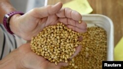 美国北达科他州的一名大豆种植农民正检查其生产的大豆质量。（2019年8月6日）