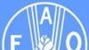 Giá lương thực thế giới tăng trong tháng 1 so với tháng 12 năm ngoái
