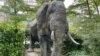<strong>The Sleeping Elephant:&nbsp;</strong>La escultura fue creada por el artista Mihail Simeonov, o Mihail, para los tres donantes: Kenia, Namibia y Nepal. Concibió el proyecto en 1976 para reconocer y proteger la fauna y los entornos naturales. Viajó a África Oriental, donde, con el apoyo del gobierno de Kenia, tranquilizó al toro salvaje y, mientras dormía, tomó el molde del elefante. El proceso duró dos horas y el elefante se reincorporó a su manada completamente ileso. Los moldes se usaron luego para hacer el modelo final en bronce.<br />
<br />
&nbsp;